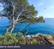 Jardin Rayol Canadel Inspirant Conservatoire Botanique Stock S & Conservatoire