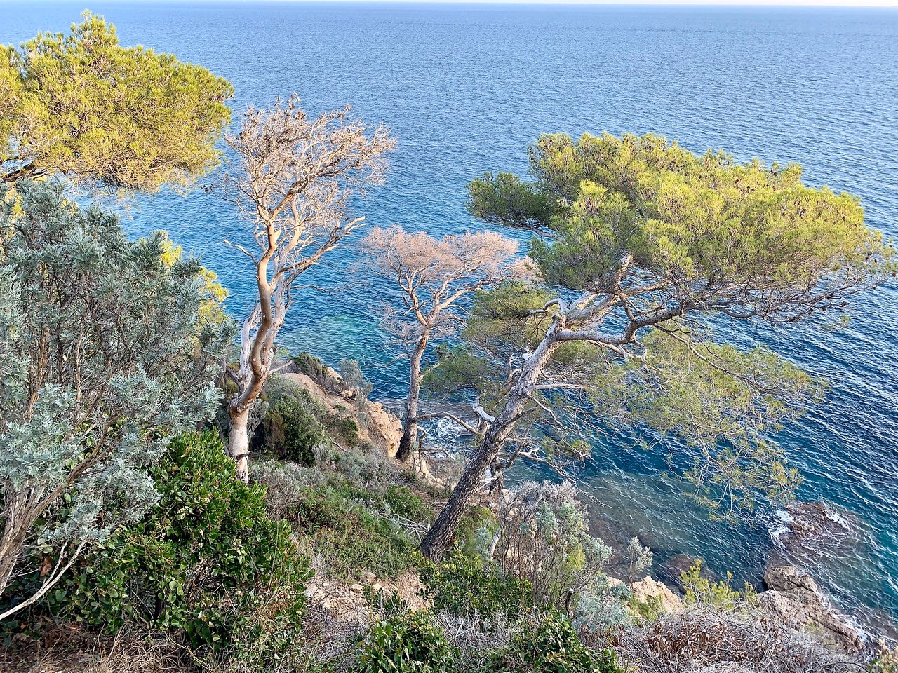 cap negre