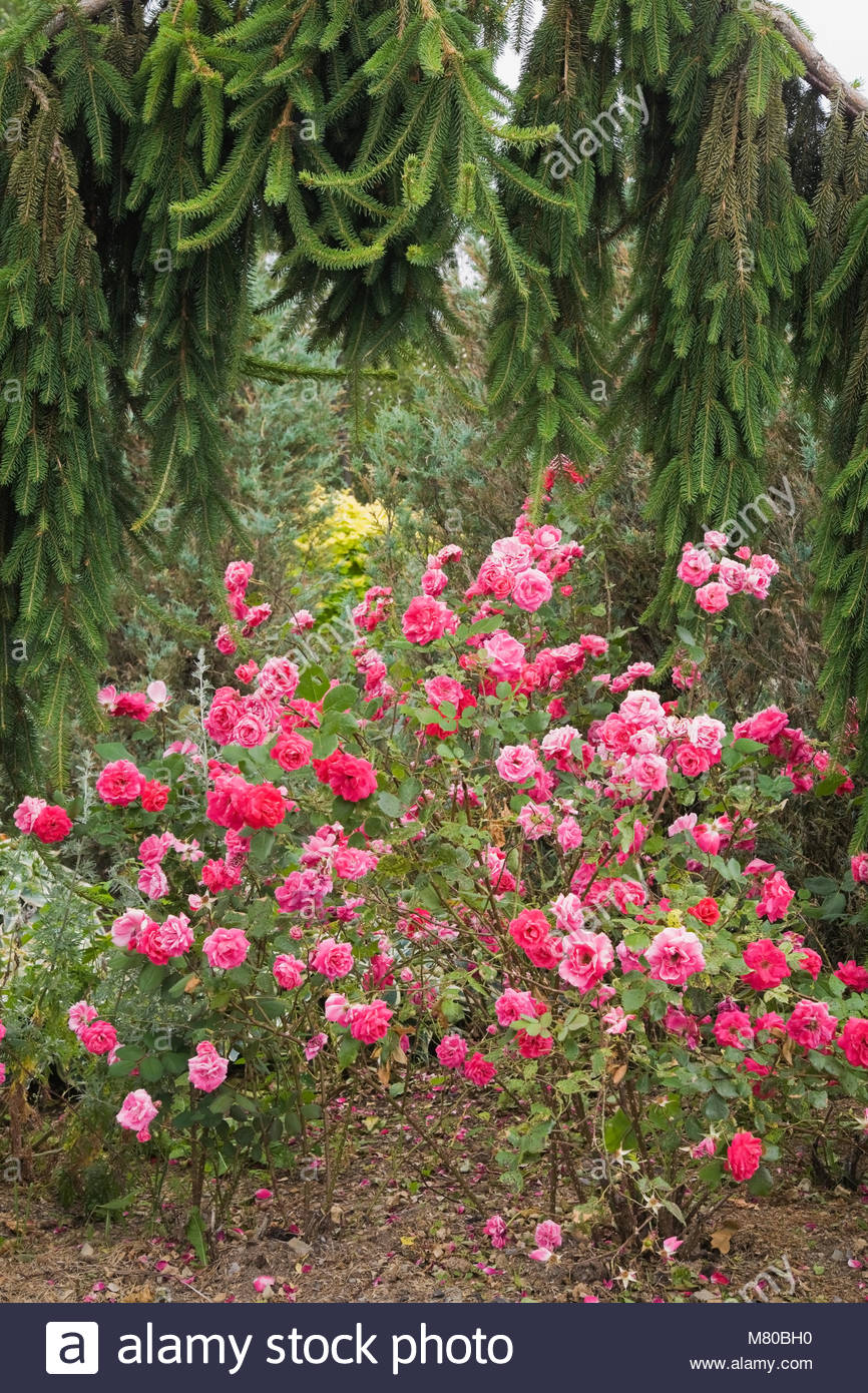 norway spruce picea pendula trees and rose bushes in the jardin des M80BH0