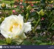 Jardin Rosa Mir Lyon Charmant Rosa La Rose Stock S & Rosa La Rose Stock Alamy