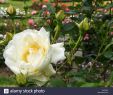 Jardin Rosa Mir Lyon Charmant Rosa La Rose Stock S & Rosa La Rose Stock Alamy