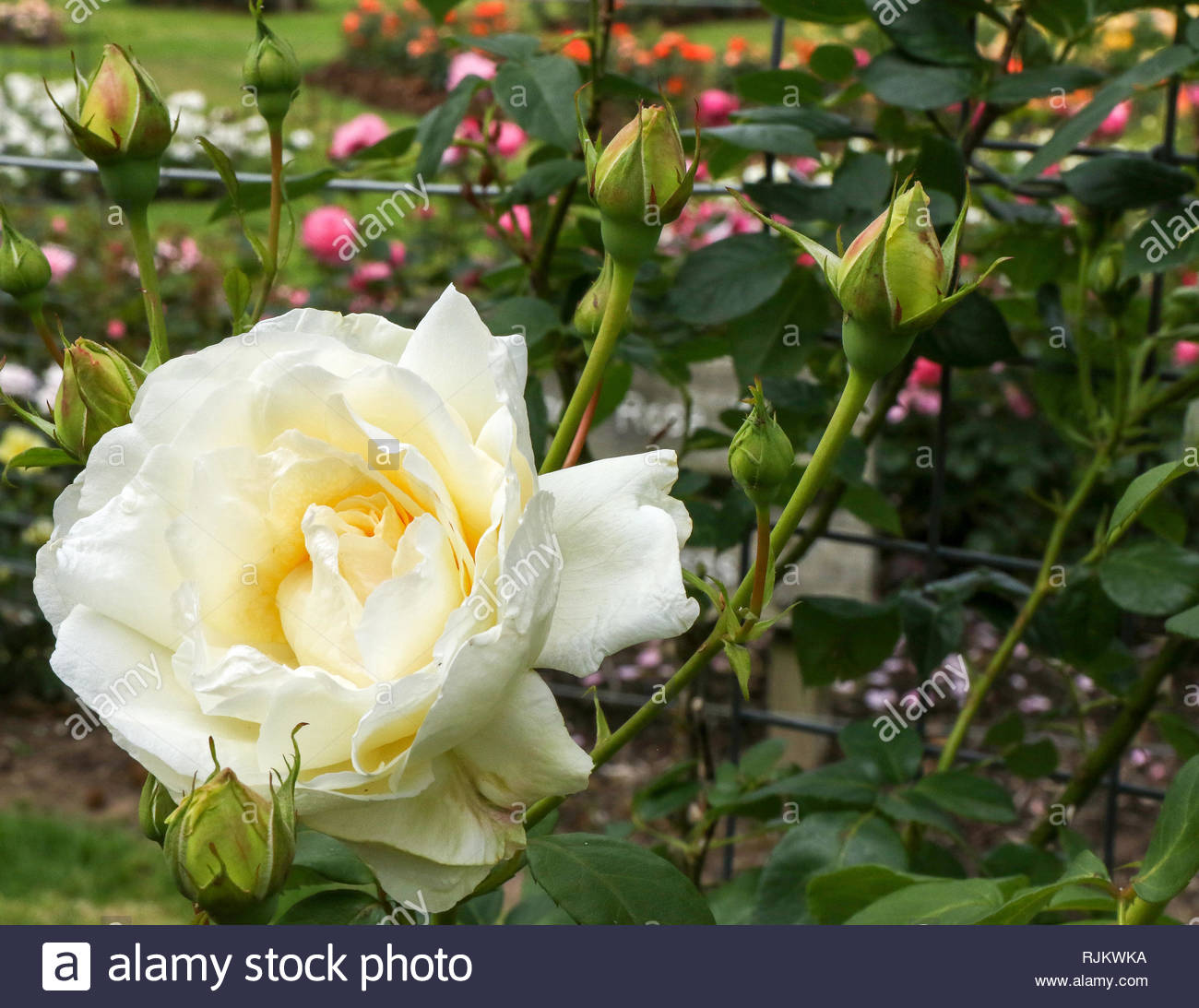 crme de la crme a creamy white climbing rose in bloom in 2018 RJKWKA