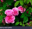 Jardin Rosa Mir Lyon Frais Rosa La Rose Stock S & Rosa La Rose Stock Alamy