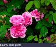 Jardin Rosa Mir Lyon Frais Rosa La Rose Stock S & Rosa La Rose Stock Alamy