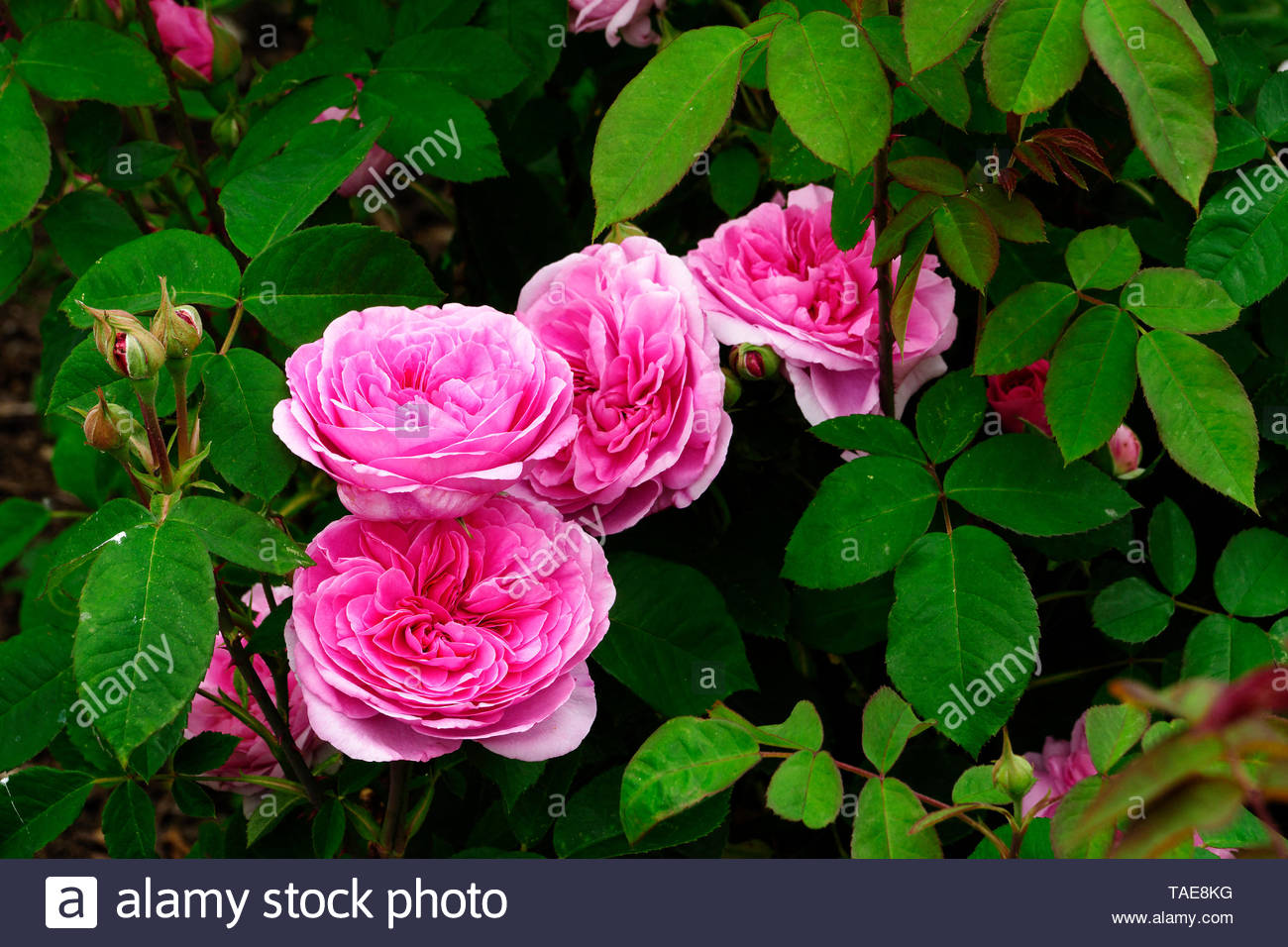 rosa gertrude jekyll suzanne s garden le pas mayenne pays de la loire france TAE8KG