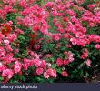 Jardin Rosa Mir Lyon Génial Rosa La Rose Stock S & Rosa La Rose Stock Alamy