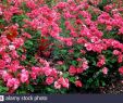 Jardin Rosa Mir Lyon Génial Rosa La Rose Stock S & Rosa La Rose Stock Alamy