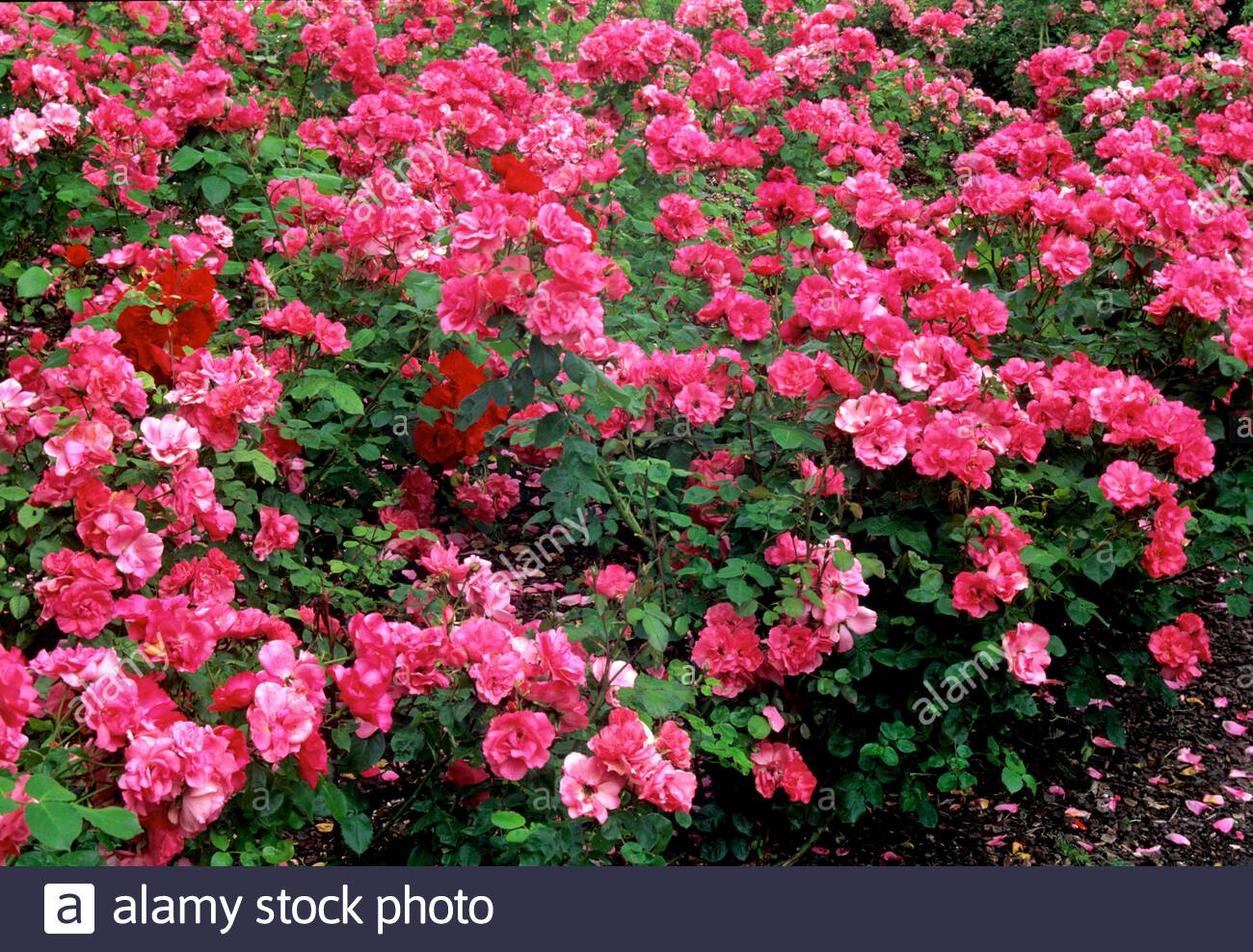 rose tree rosa rosy la sevillana in bloom 2APG02W