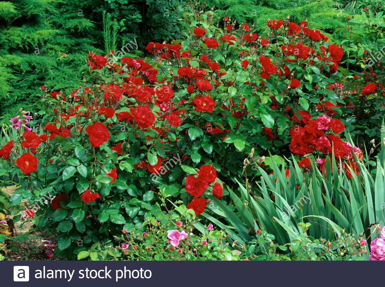 Jardin Rosa Mir Lyon Nouveau Rosa La Rose Stock S & Rosa La Rose Stock Alamy