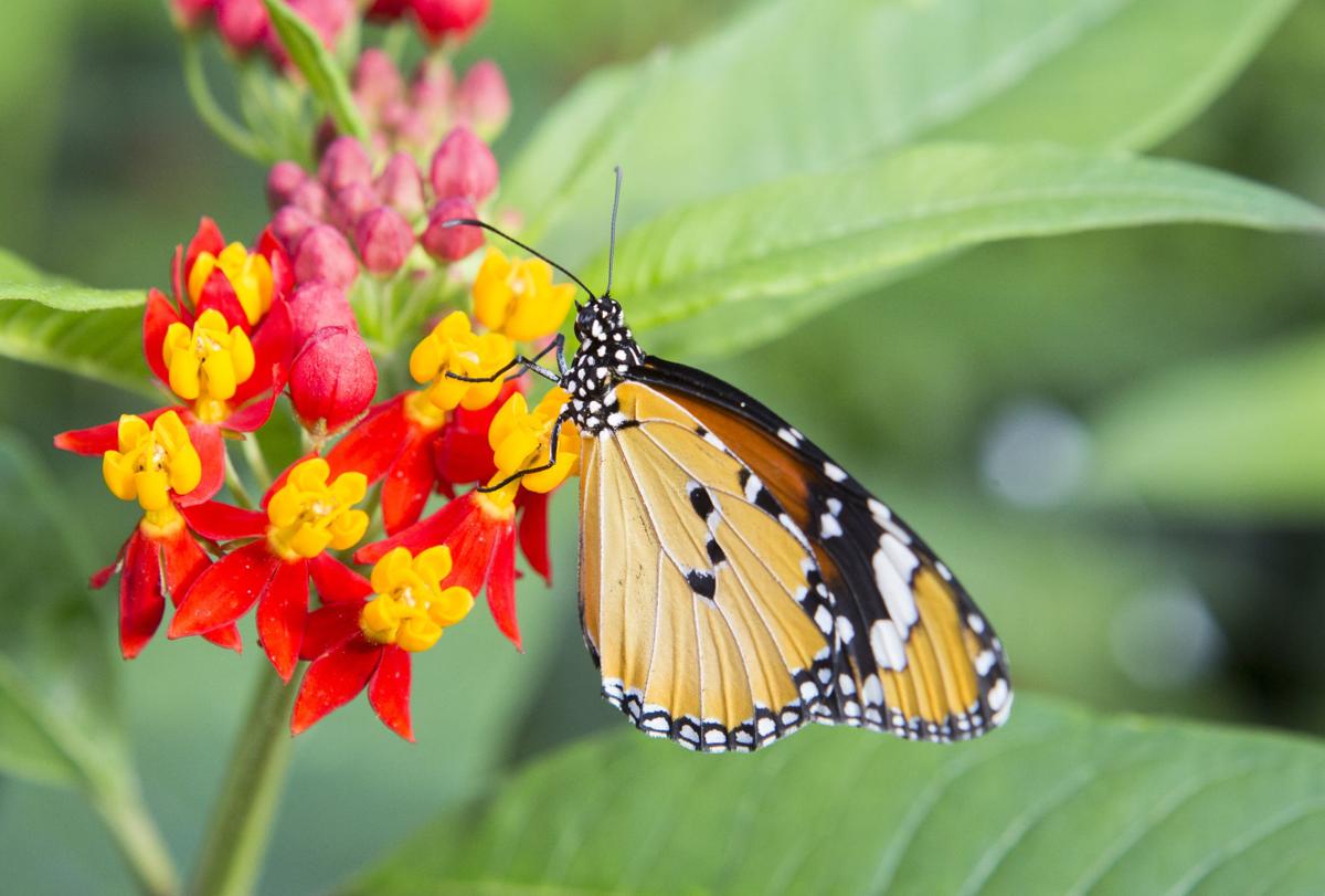 Jardin Royal Charmant March Break In the City Montreal and Laval