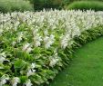 Jardin Royal Frais Hosta Plantaginea Royal Standard Lily Like White Flowers Z