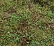 Jardin Royal Génial File Hydrocotyle Novae Zelandiae at the Sub Antarctic Plant