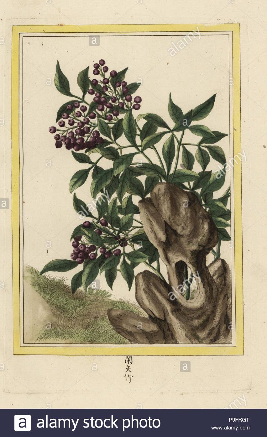 la bagard sacred bamboo nandina domestica named for bagard prof of the college royal des medecins nancy handcoloured etching from pierre joseph buchoz collection precieuse et enluminee des fleurs les plus belles et les plus curieuses qui se cultivent tant dans les jardins de la chine que dans ceux de leurope paris 1776 P9FRGT