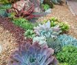Jardin Sans Arrosage Best Of Planter Un Cactus Dans son Jardin