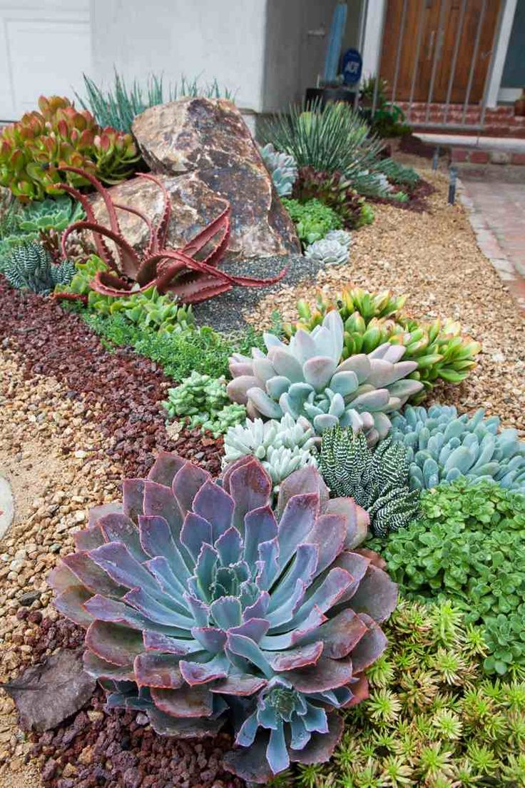 Jardin Sans Arrosage Best Of Planter Un Cactus Dans son Jardin