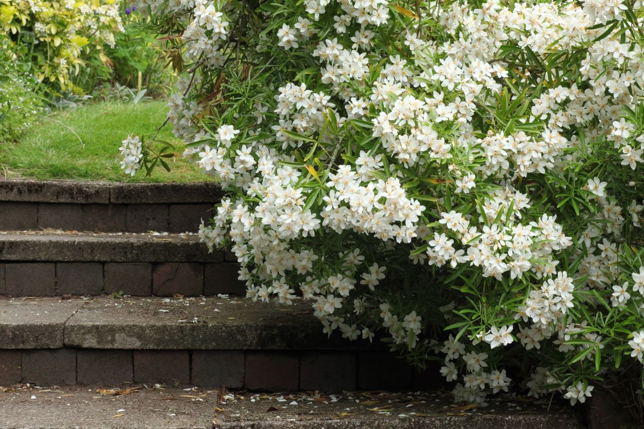 Jardin Sans Arrosage Élégant Plantes D Extérieur Sans Arrosage 15 Photos Pour Faire