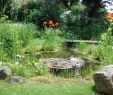 Jardin Septembre Charmant Fichier Gartenteich — Wikipédia