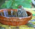 Jardin Septembre Unique Oiseaux Du Jardin Septembre 2018