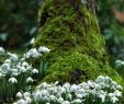 Jardin Service Frais Schneeglöckchen