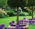 Jardin Service Nouveau English Garden with Lipop Yews and Allium Purple