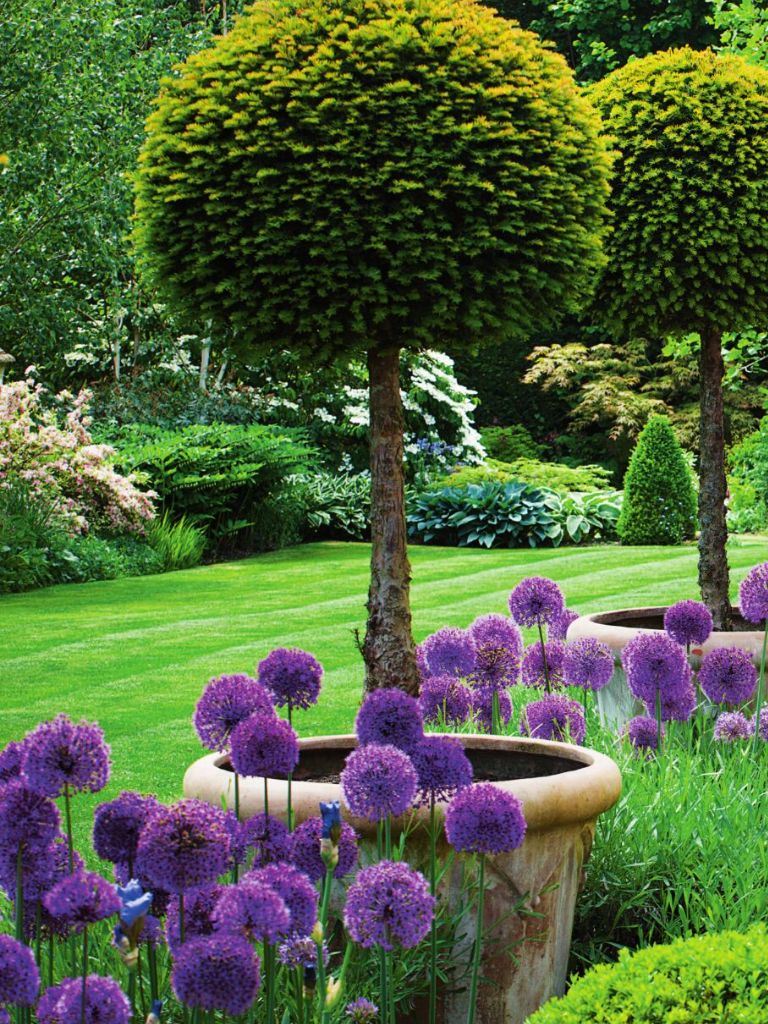 Jardin Service Nouveau English Garden with Lipop Yews and Allium Purple