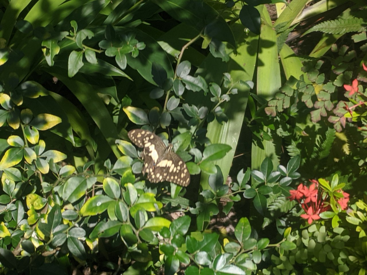 jardin botanico nacional