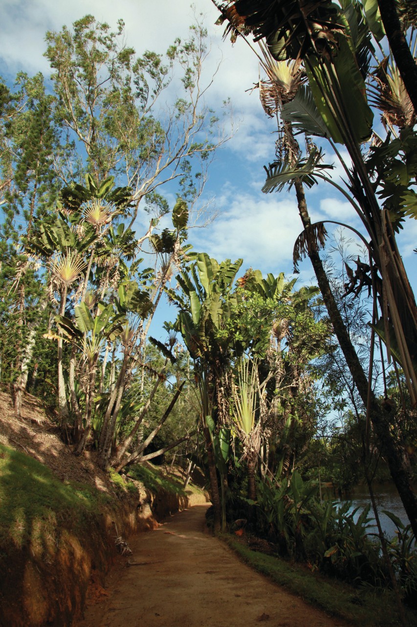 Jardin soleil Luxe S Madagascar Page 14