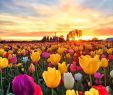 Jardin soleil Nouveau Champ De Tulipes Au Coucher De soleil