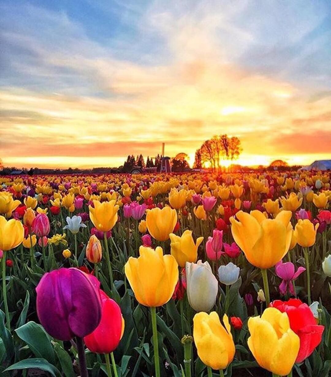 Jardin soleil Nouveau Champ De Tulipes Au Coucher De soleil