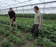 Jardin solidaire Charmant Le Jardin De La Voie Romaine