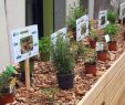 Jardin Thérapeutique Ehpad Nouveau Jardin Thérapeutique Au Centre Blanche Almage