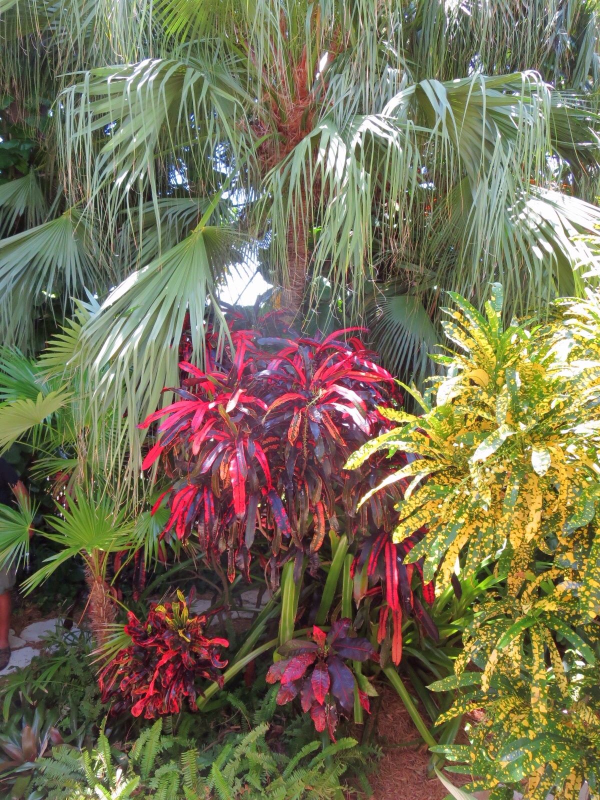 Jardin Tropical Frais Pin by Troy Brumfield On Tropical Gardens