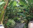 Jardin Tropical Génial Tropical Garden Path Curved Lines Create A Sense Of
