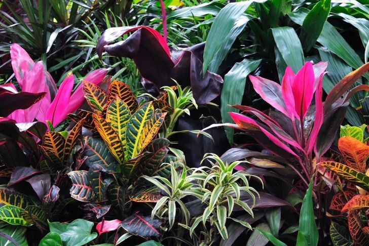 Jardin Tropical Inspirant Coloured Foliage Gorgeous