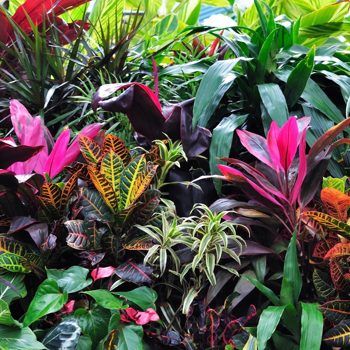 Jardin Tropical Inspirant Coloured Foliage Gorgeous