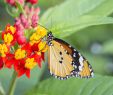 Jardin Tropical Inspirant March Break In the City Montreal and Laval