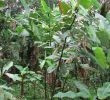 Jardin Tropical Luxe Costus Guanaiensis Var Tarmicus Ecuador
