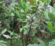 Jardin Tropical Luxe Costus Guanaiensis Var Tarmicus Ecuador