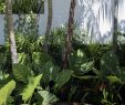 Jardin Tropical Luxe Garden Life Bronte Project