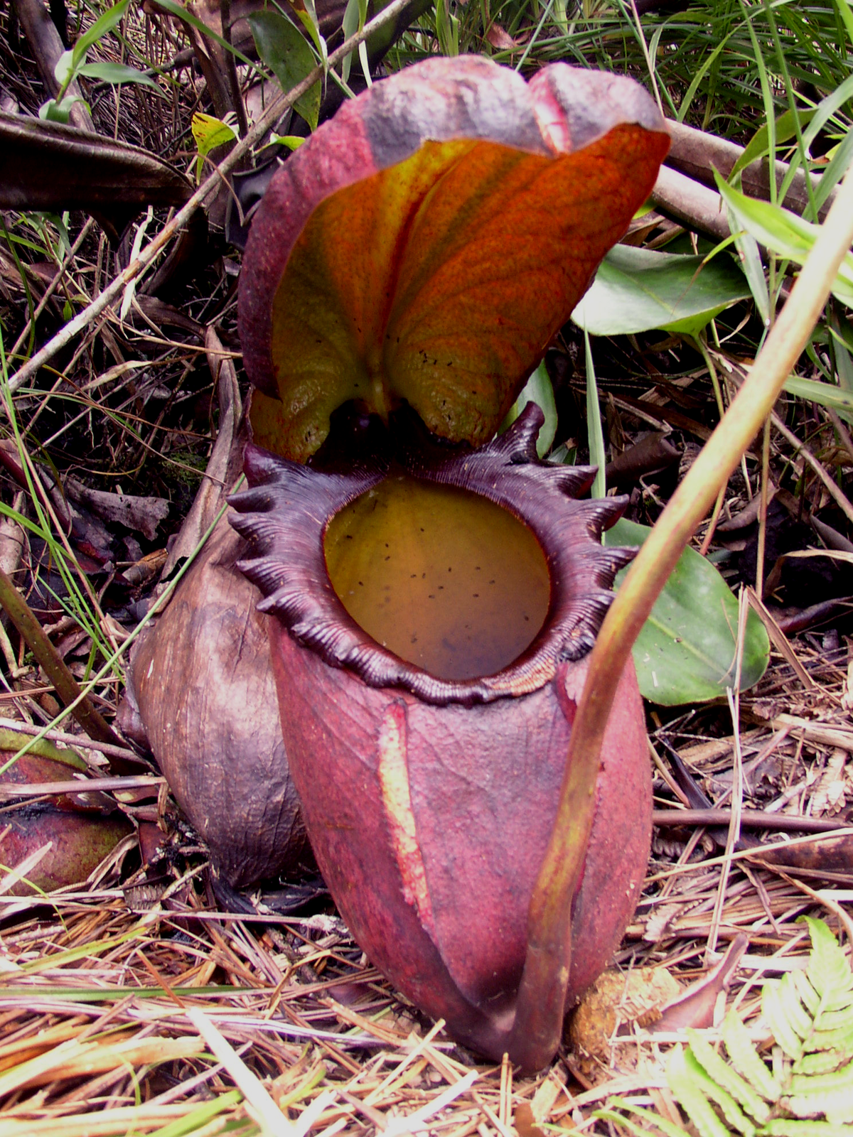 Jardin Tropical Luxe Nepenthes Rajah