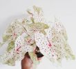 Jardin Tropical Luxe Stek De Stadstuinwinkel On Instagram Caladium Houseplants