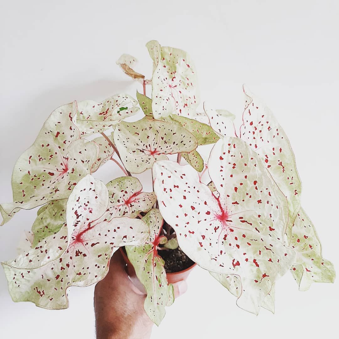 Jardin Tropical Luxe Stek De Stadstuinwinkel On Instagram Caladium Houseplants