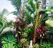 Jardin Tropical Luxe Tips for Building Ponds In Your Backyard