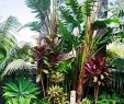 Jardin Tropical Luxe Tips for Building Ponds In Your Backyard