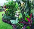 Jardin Tropical Luxe Tropical Garden Landscape Design Tropical Garden Landscape