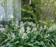 Jardin Tropical Unique Nz Rock Lily Arthropodium