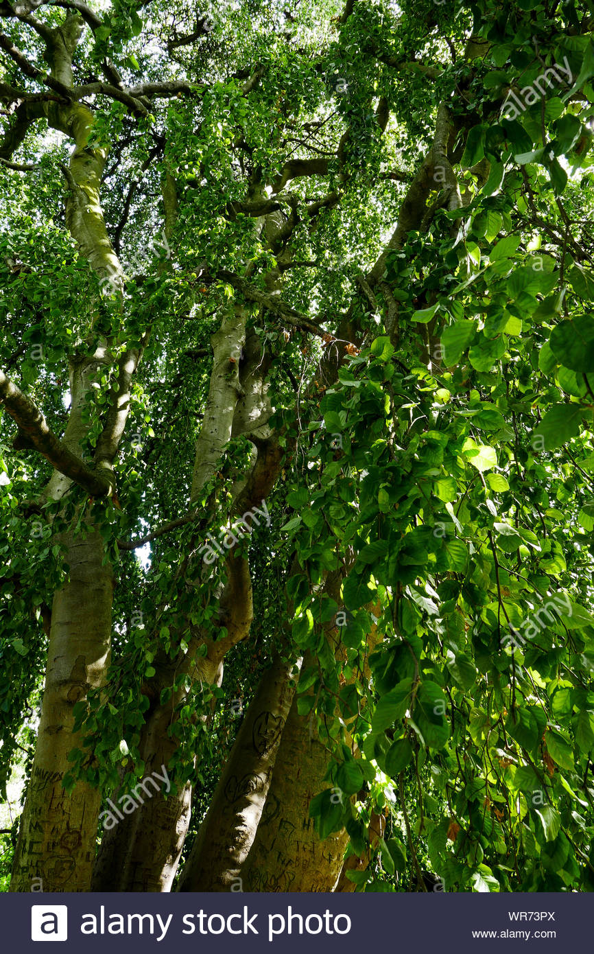 remarkable tree vincennes park vincennes val de marne ile de france france WR73PX
