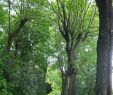 Jardin Val De Saone Frais Parc Des Hauteurs