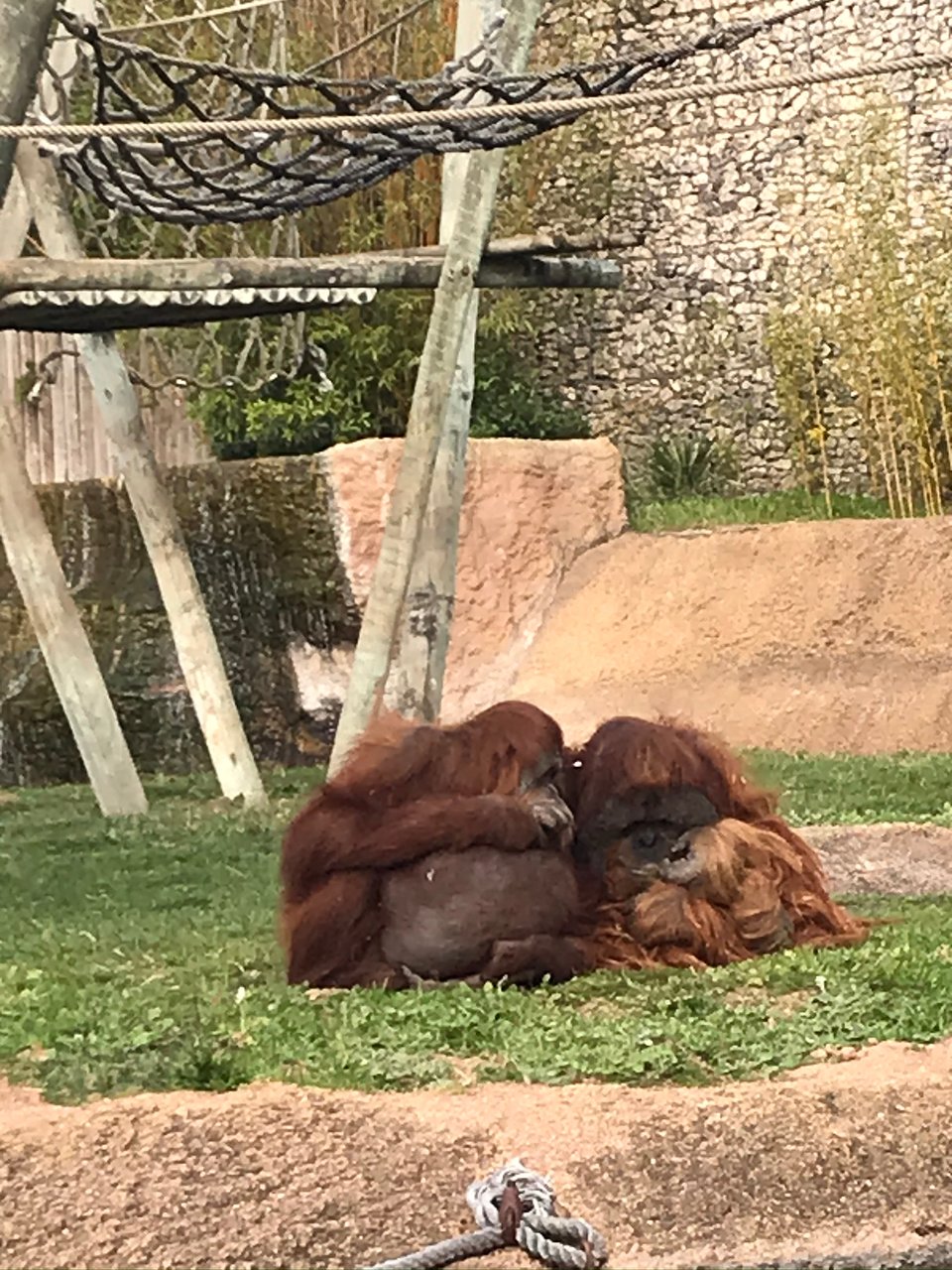 lisbon zoo pregnant orangutan