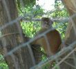 Jardin Zoologique Lisbonne Élégant Zoo Skopje Macedonia